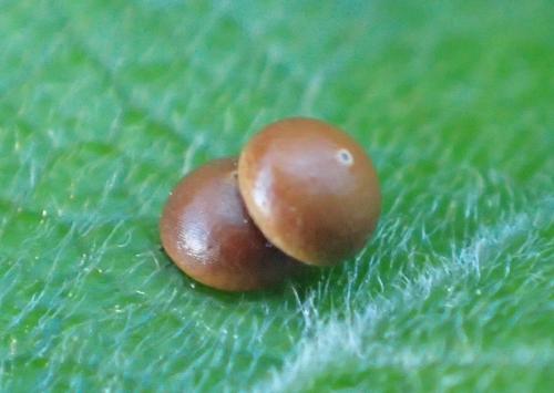 Réf. 208 546 : Cerura vinula